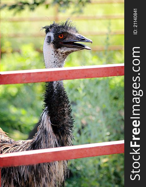 A closeup portrait of the head, neck and upper body of an expressive Emu behind a red fence. Shallow depth of field. A closeup portrait of the head, neck and upper body of an expressive Emu behind a red fence. Shallow depth of field