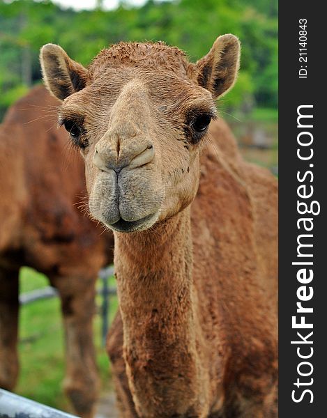 The dromedary or Arabian camel has a single hump. Dromedaries are native to the dry desert areas of West Asia.