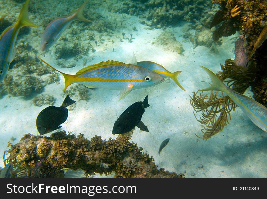 Yellowtail snapper surrounded by other fishes