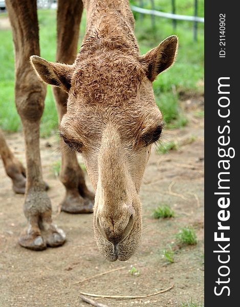 The dromedary or Arabian camel has a single hump. Dromedaries are native to the dry desert areas of West Asia.