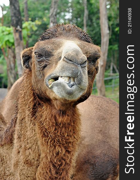 The Bactrian camel is a large even-toed ungulate native to the steppes of central Asia.