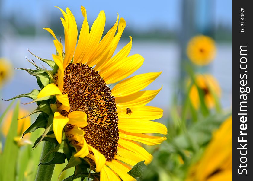 Sunflower at the Changi Airport