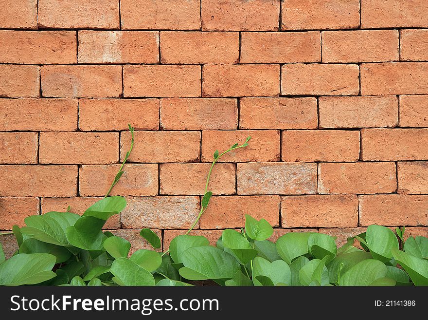 Brick wall with climbing plants