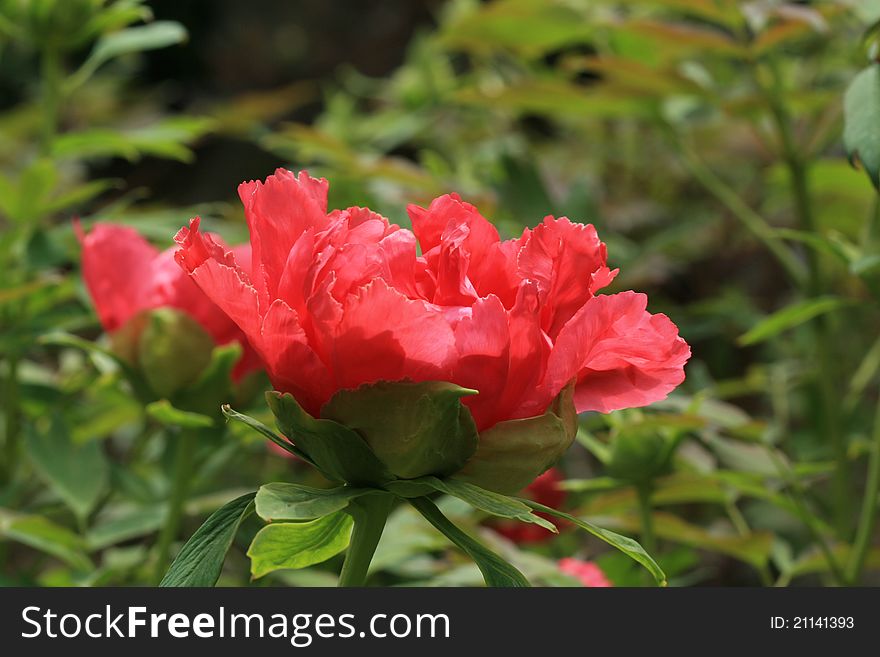 Beautiful peony flower blooming proudly