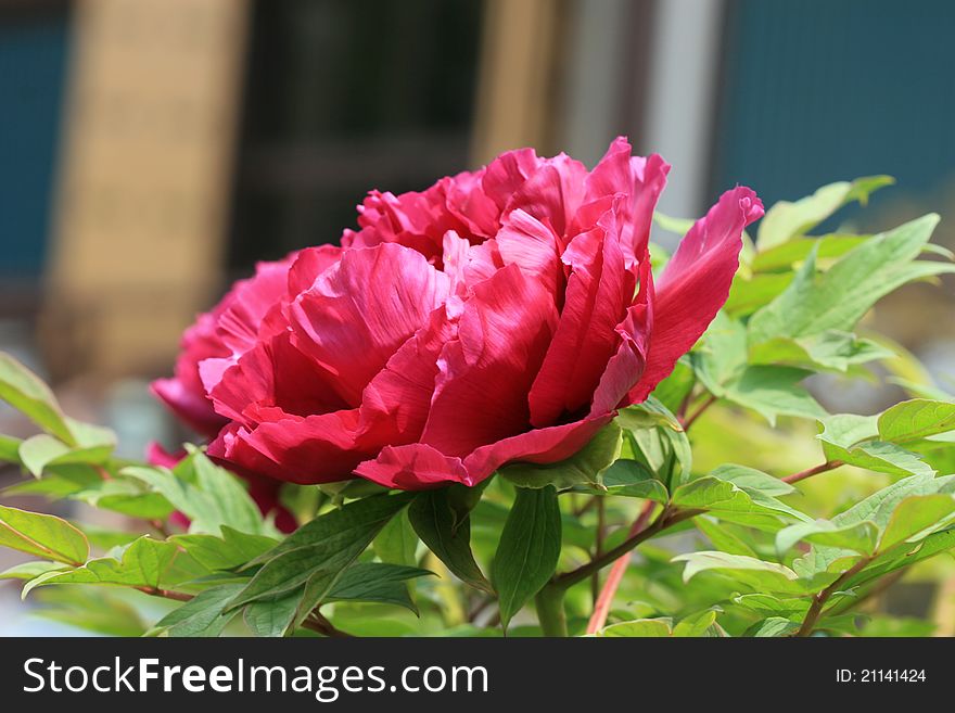 Beautiful peony flower blooming proudly