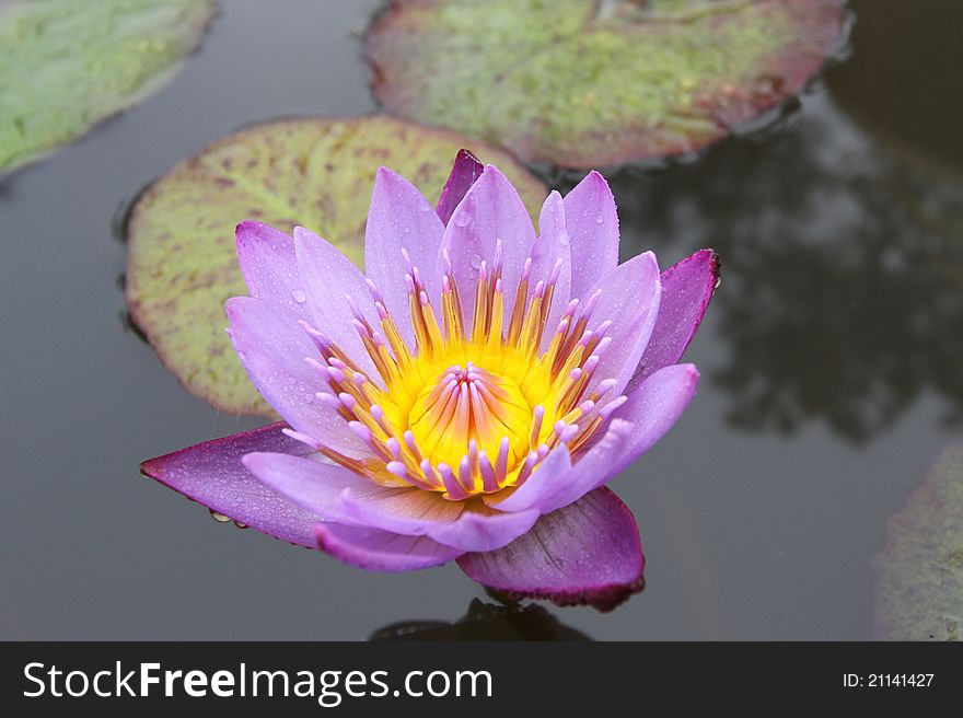 PInk Lotus on the River