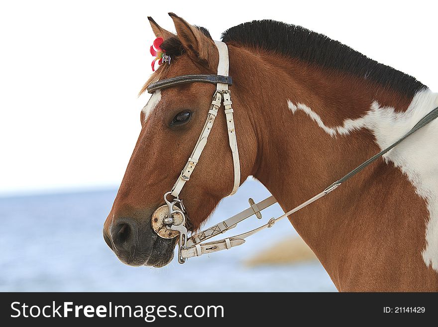 Horse on the beach in thailand