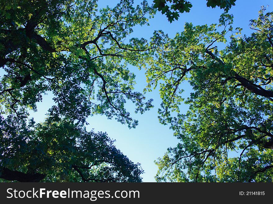 Crones of trees with bright spring foliage. Crones of trees with bright spring foliage