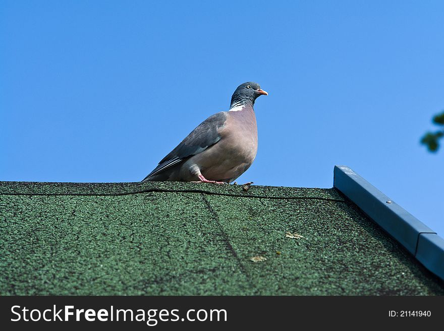 Close view of a city pigeon standing on a roof of building. Close view of a city pigeon standing on a roof of building