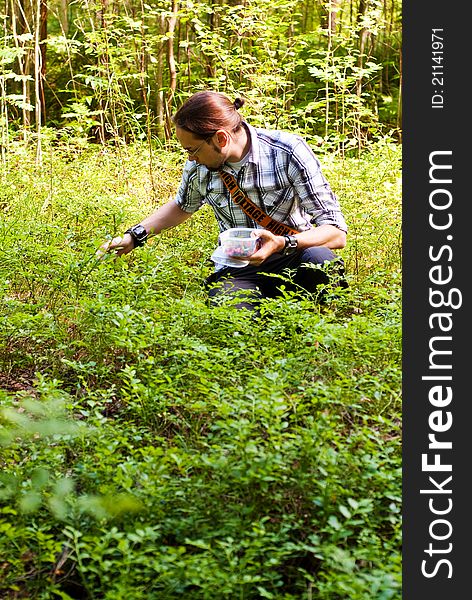 Young finnish man gathering wild berries in the forest. Young finnish man gathering wild berries in the forest