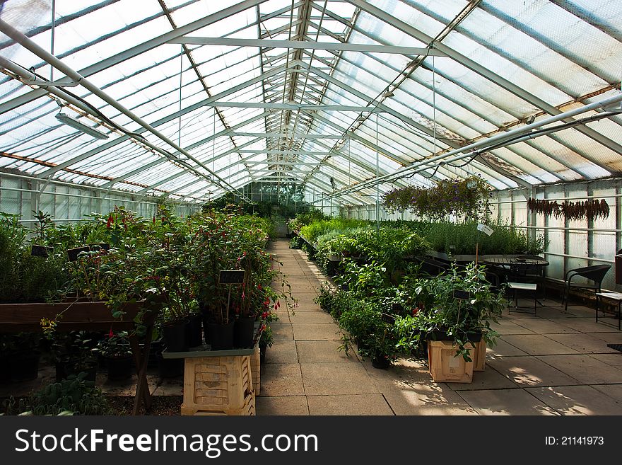 Inside a greenhouse full of plants and flowers