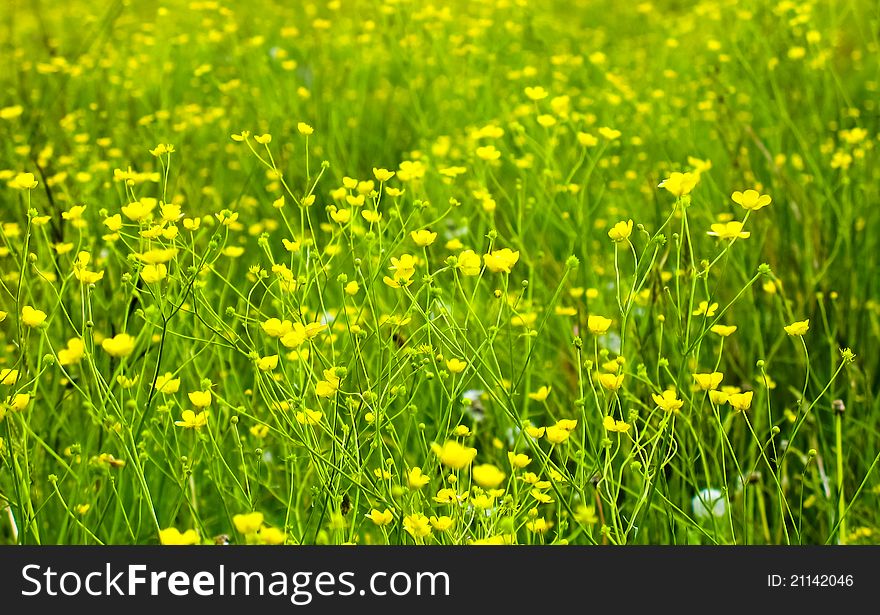 Bright flowers on a meadow in the spring.