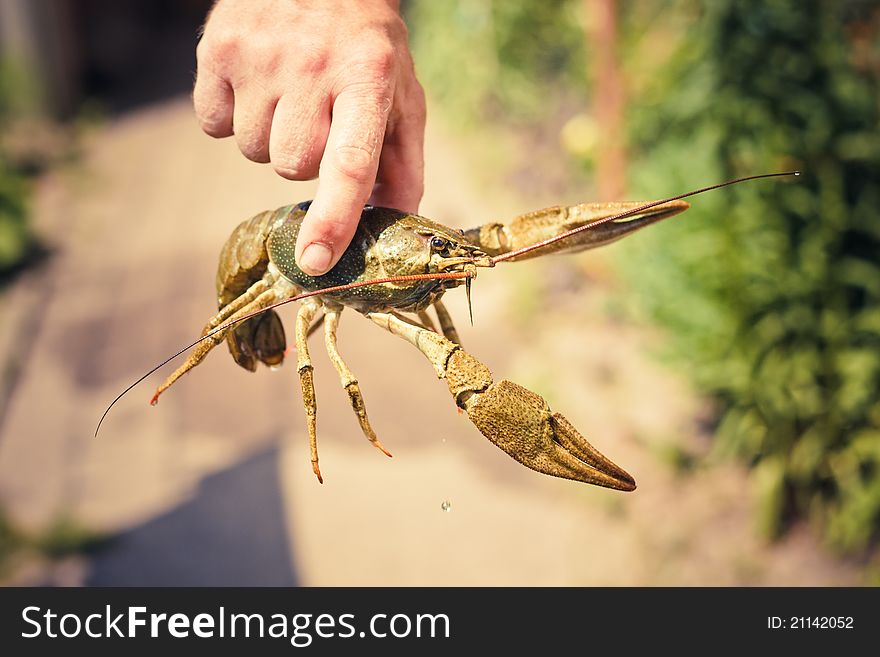The crawfish in hand near the river.