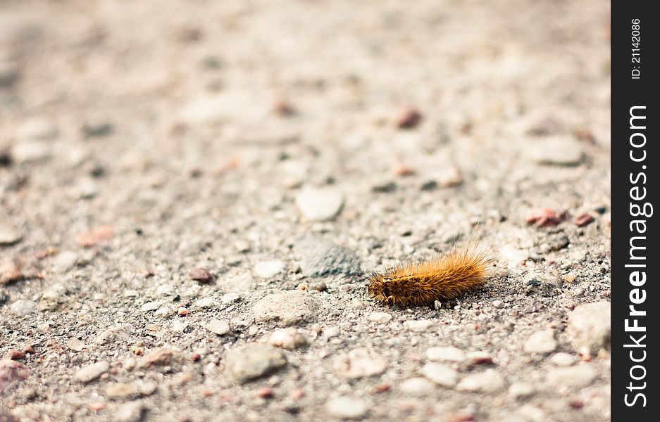 Closeup Of A Caterpillar On The Ground