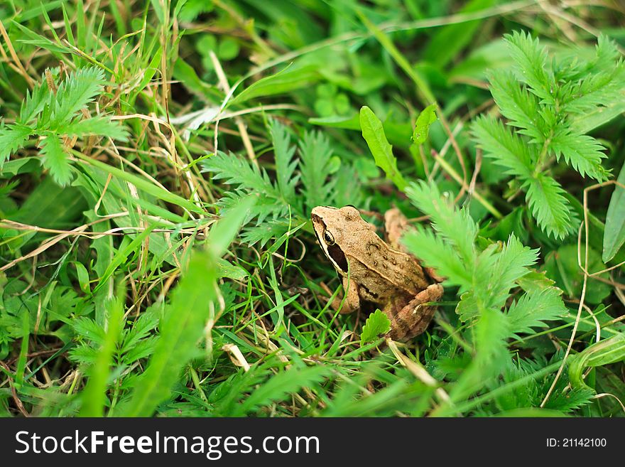 Frog peeking out from behind the grass. Frog peeking out from behind the grass