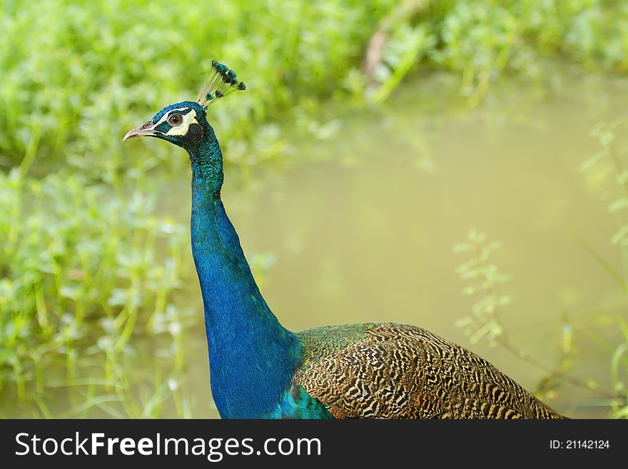 Portrait of beautiful peacock with feathers out