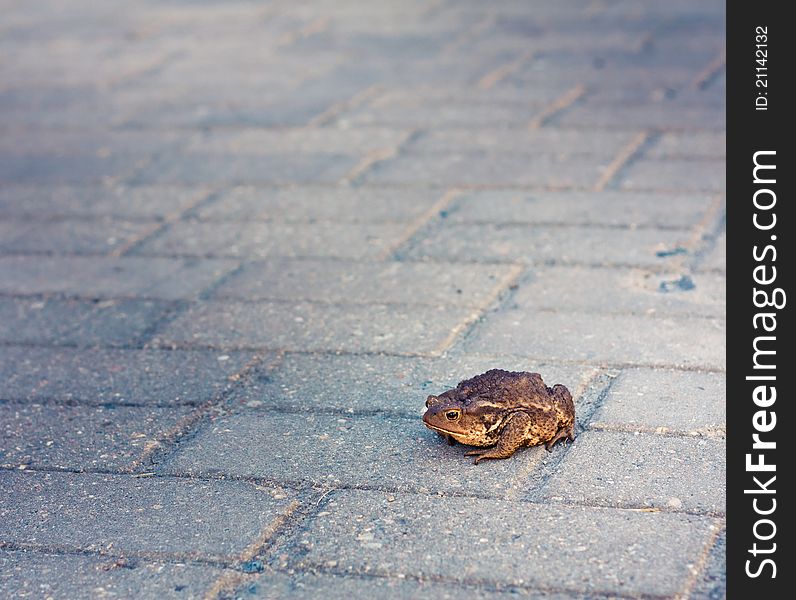 Toad on grey tiled floor.