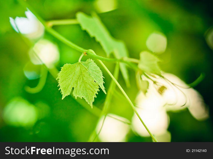 Grape leaf over defocused grapes