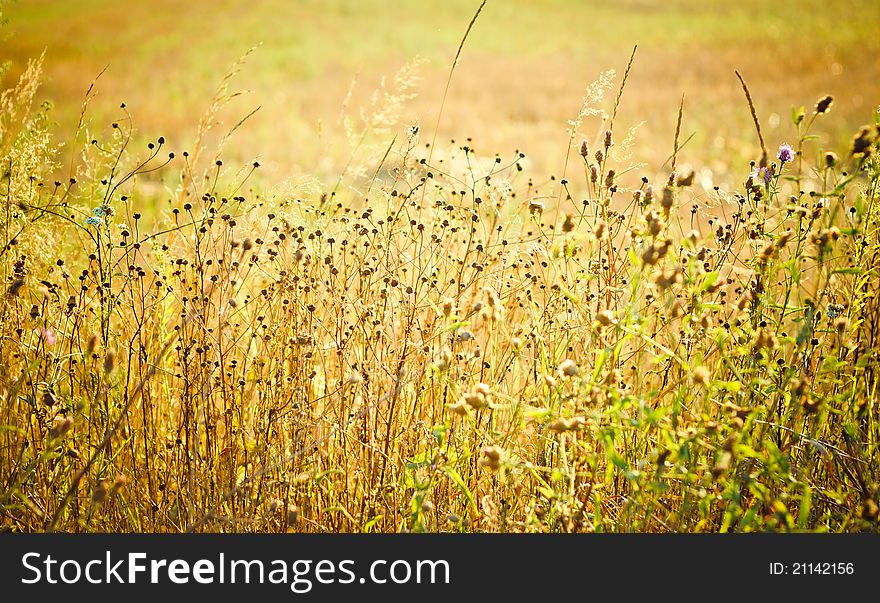 Field of grass on summer day. Field of grass on summer day.