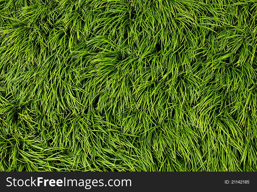 Closeup shot green freshness grass for backgroud or web decoration or etc. Closeup shot green freshness grass for backgroud or web decoration or etc.