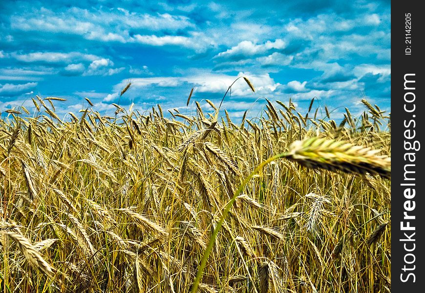 A wheat with shining golden ears in a sunny day