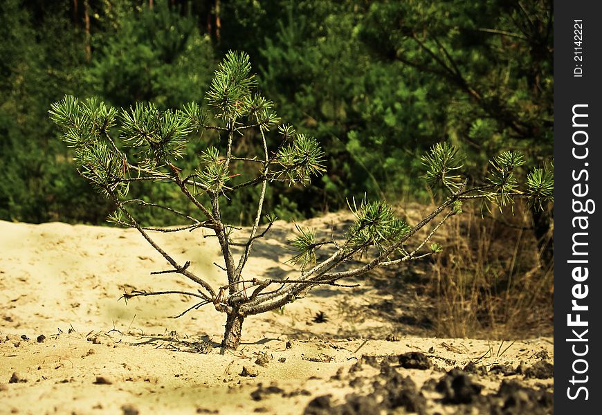 Small Tree In The Field