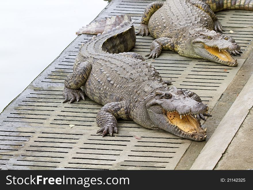 Freshwater Crocodiles