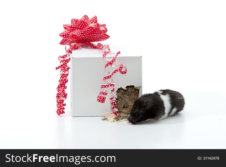 Hamster offered as a gift manages to escape. Open your gift quickly. Hamster offered as a gift manages to escape. Open your gift quickly.