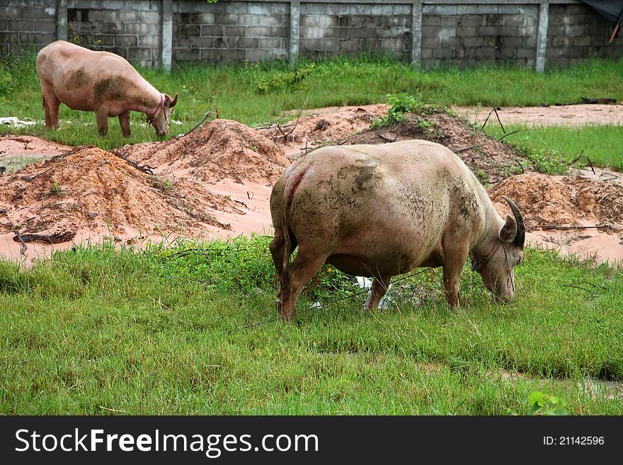 Two buffaloes are eating grasses in tropical field