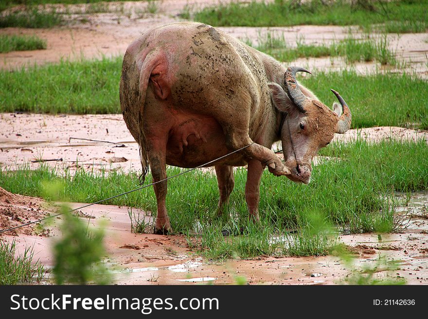 A buffalo is scratching nose in tropical field