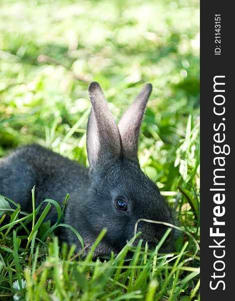 Little black mammal rabbit on a green grass. Little black mammal rabbit on a green grass