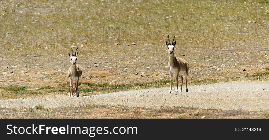 It's taken tibet ngari region in gobi or mountains. they are two males. It's taken tibet ngari region in gobi or mountains. they are two males