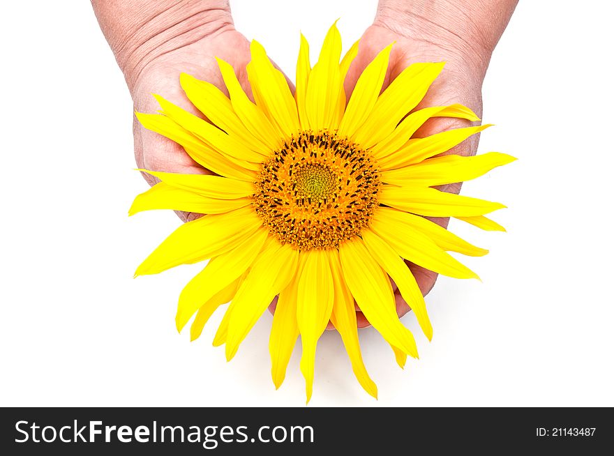 Sunflower in the hands isolated on a white background