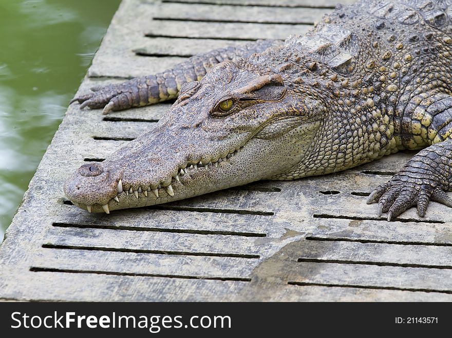 Freshwater crocodiles in the zoo.