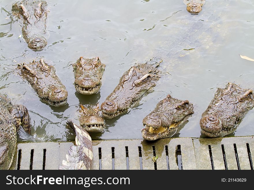 Freshwater crocodiles in the zoo.