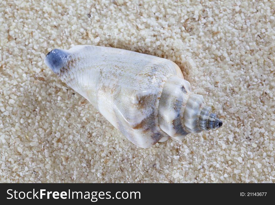 Conch on a sandy seashore on a sunny summer day. Conch on a sandy seashore on a sunny summer day.