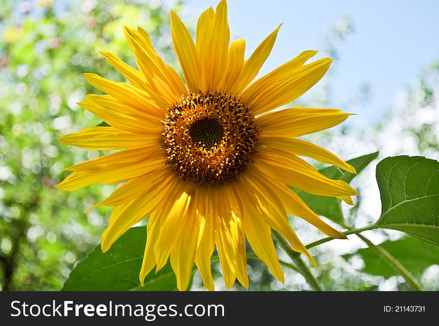 Beautiful yellow sunflower and sky on a background