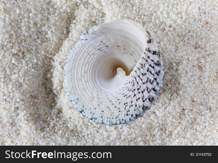 Conch On Sand