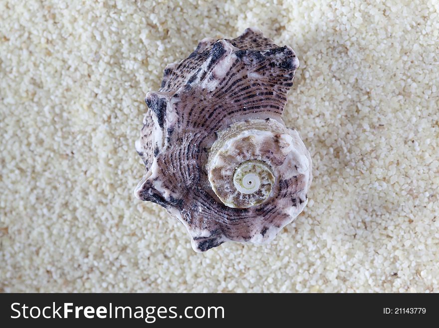 Conch on a sandy seashore on a sunny summer day. Conch on a sandy seashore on a sunny summer day.