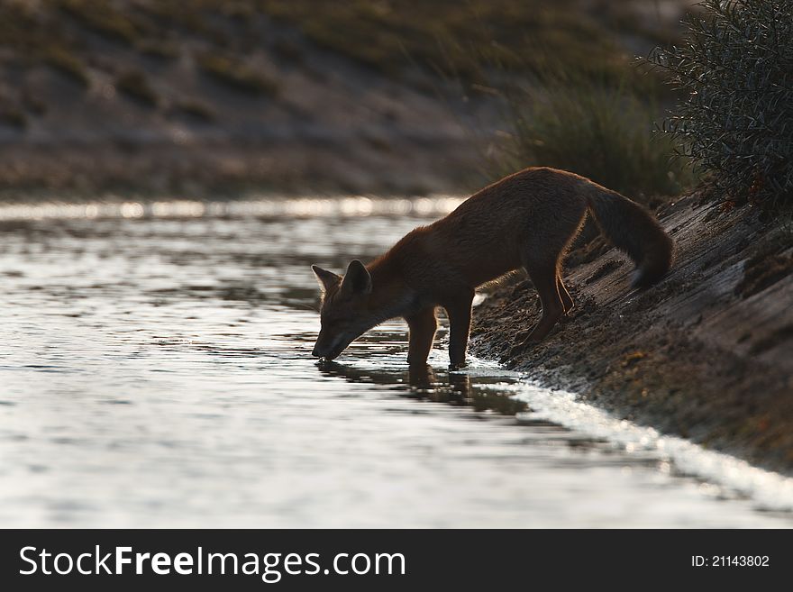 A red fox drinking water