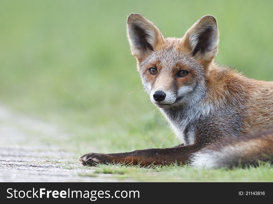 A red fox in the dunes