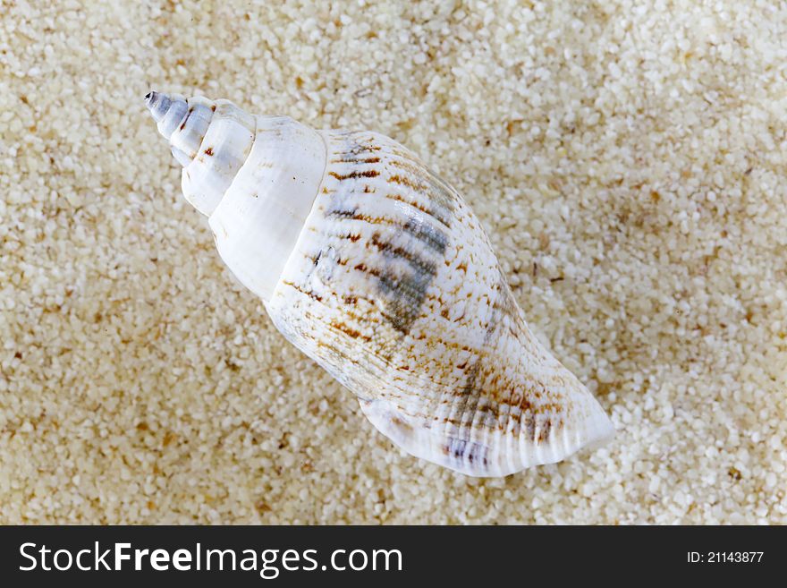 Conch on a sandy seashore on a sunny summer day. Conch on a sandy seashore on a sunny summer day.