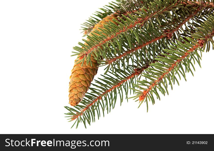 Twig with fir cone on a white background