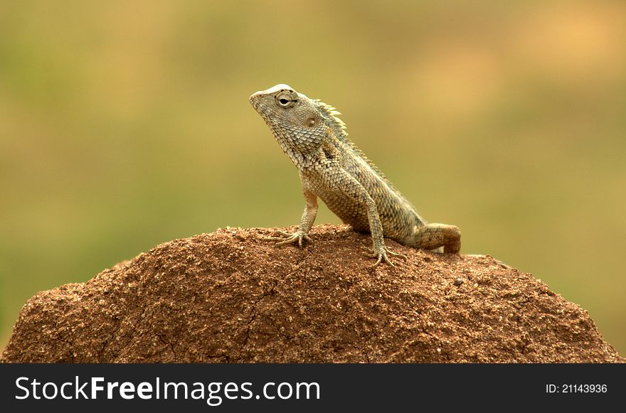 Sri lankan Gecko resting on the rock