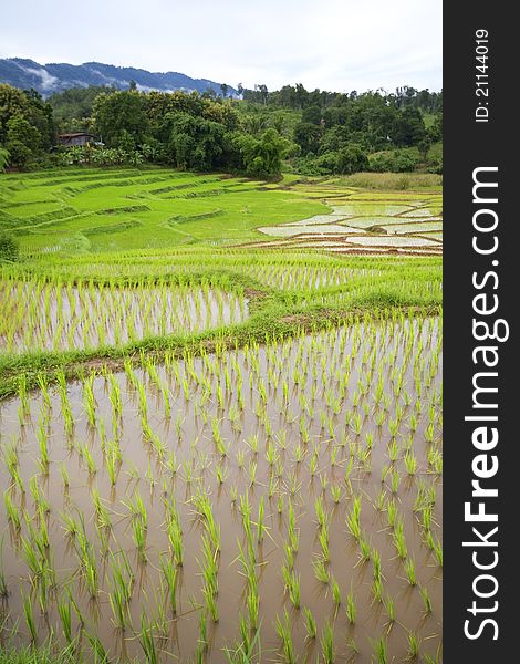 The landscape for growing rice. The landscape for growing rice.