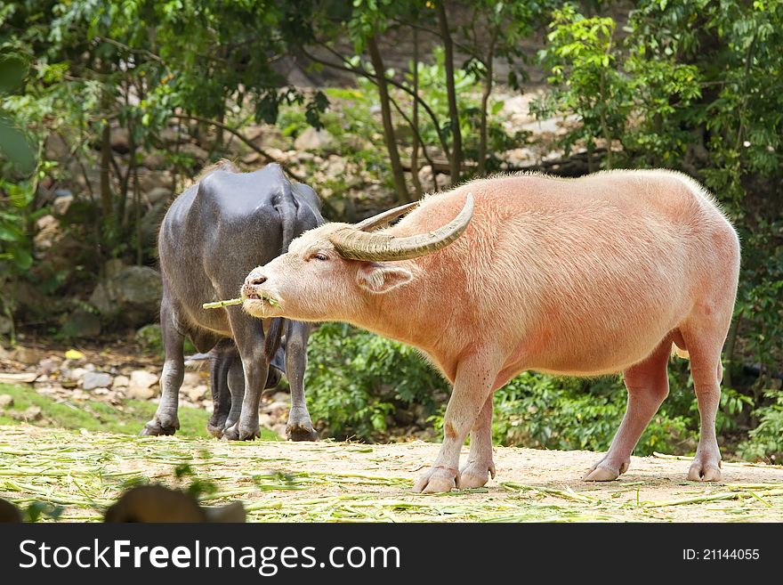 Two Thai buffaloes eating grass.