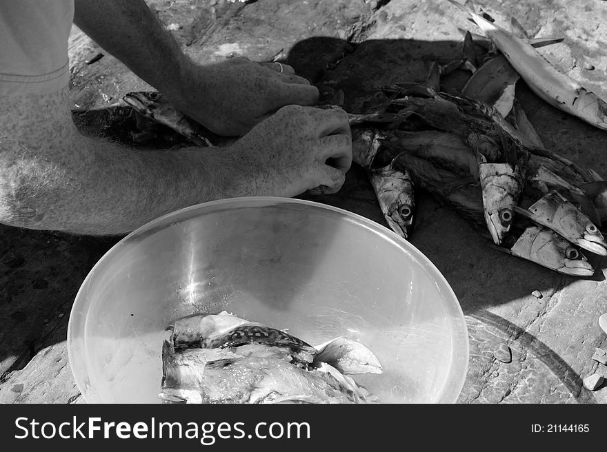 A fisherman preparing a catch of mackerel on the rocks of the coast of ireland. A fisherman preparing a catch of mackerel on the rocks of the coast of ireland