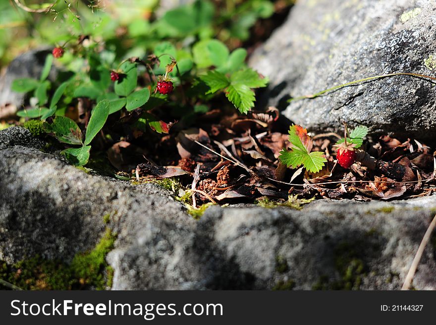 Wild strawberry leaves and moss of the forest on the rocks