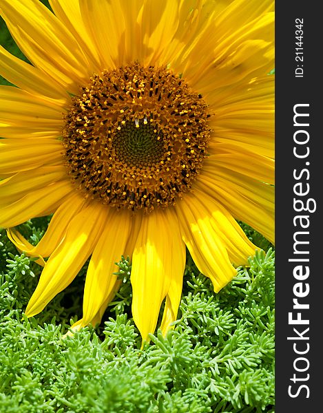 Beautiful yellow sunflower and green grass on a background