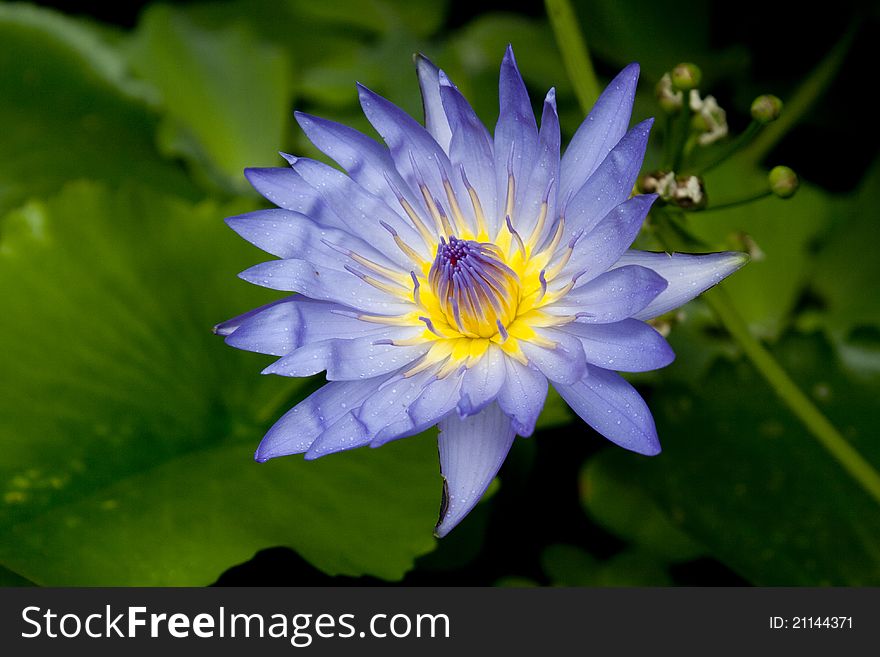 Lotus Flower with green leaf